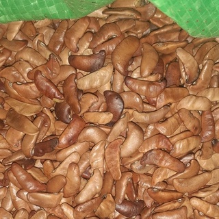 Hạt giống cây giáng hương (đinh hương)