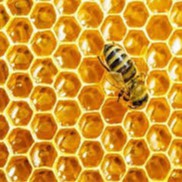 mật ong hoa cỏ kim (xuyến chi) 1400gam | BigBuy360 - bigbuy360.vn