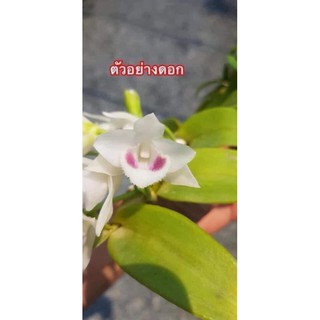 Hoa lan phi điệp 5 cánh trắng mắt đỏ