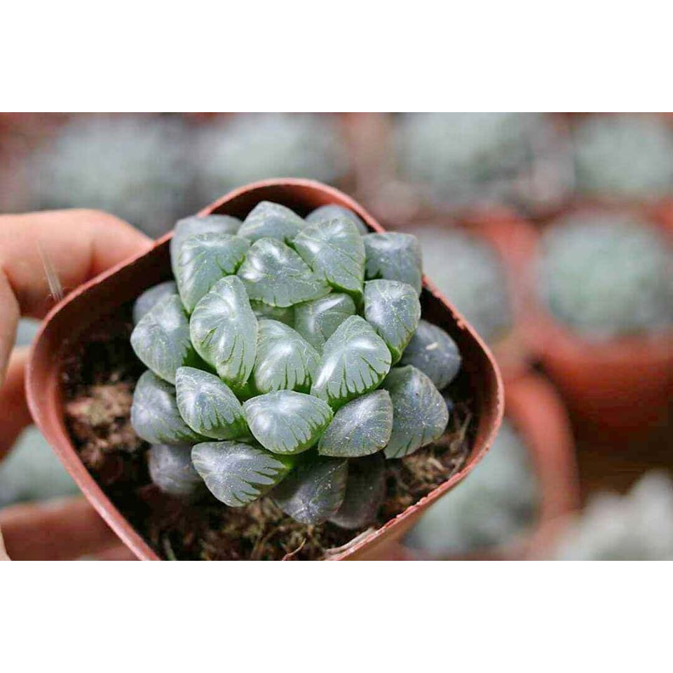 SEN KIM CƯƠNG HAWORTHIA COOPERI