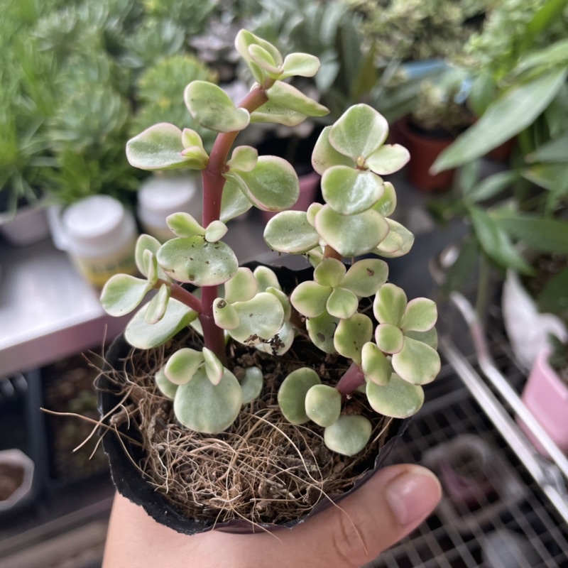 Sen Đôla Trắng - size Bầu - full nắng gió nhiều ửng hồng ở lá