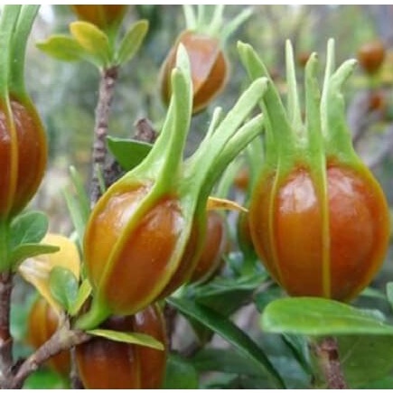 20 Hạt hoa dành dành, bạch thiên hương, hoa nở to, toả hương thơm ngào ngạt, cây hoa cảnh trang trí sân vườn