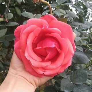 Cây giống Hồng cổ Tàu màu hồng - form bông cực to, lâu tàn (hồng bụi) size chậu C9 - Trang Flower