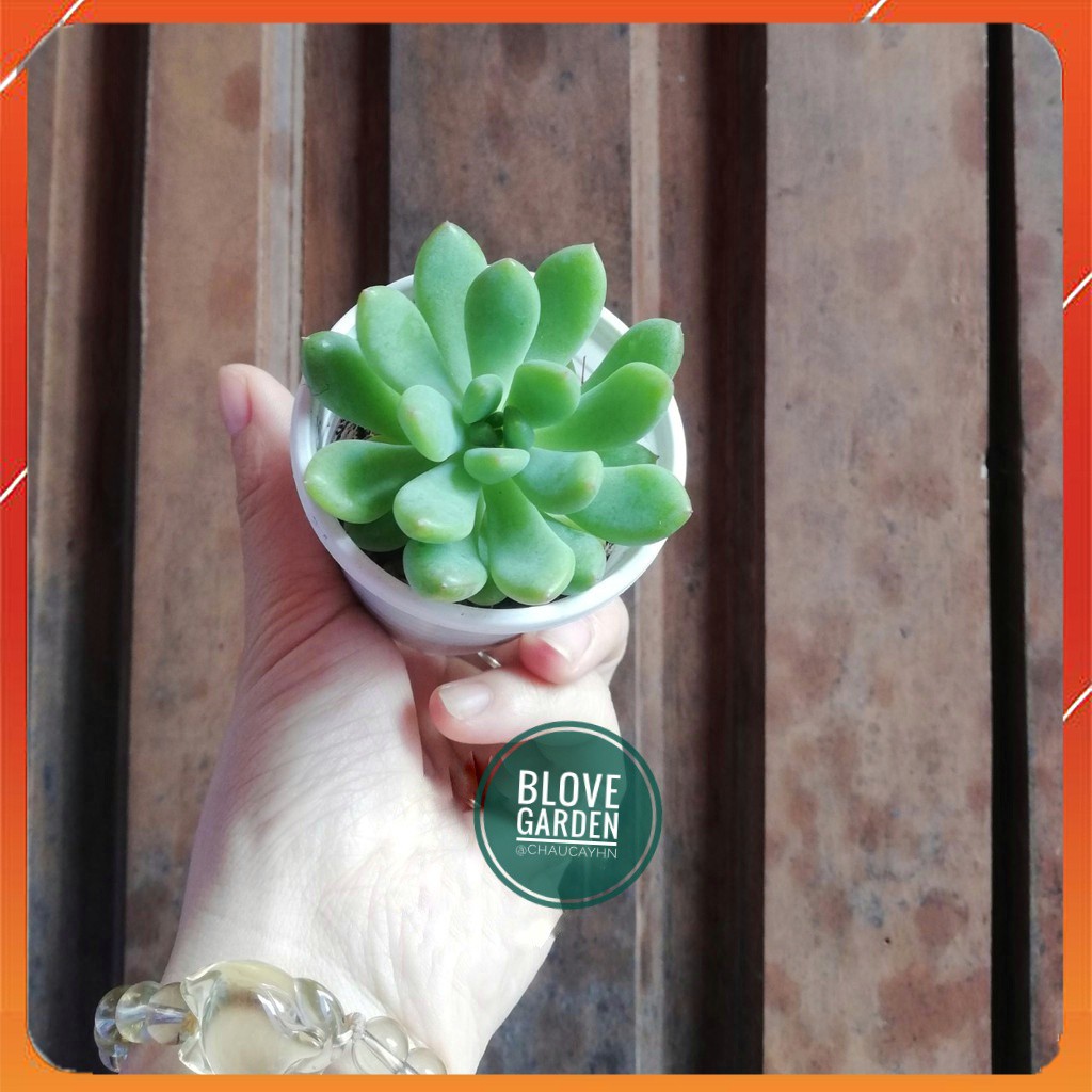 Sen Đá Thược Dược SIZE TRUNG dùng để trang trí tiểu cảnh, để bàn làm việc, bàn uống nước, bàn lễ tân, quán cà phê…