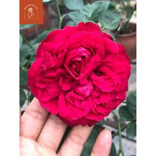 Hoa hồng ngoại Red Eden – Vườn địa đàng đỏ lộng lẫy kiêu sa-HoaTuoiMeLinh