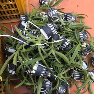 Hoa lan Vanda size cây giống