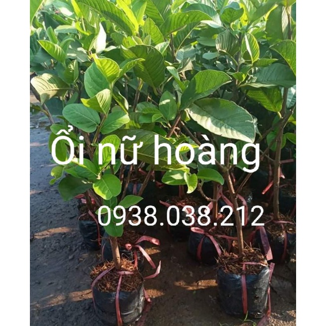 CÂY ỔI NỮ HOÀNG