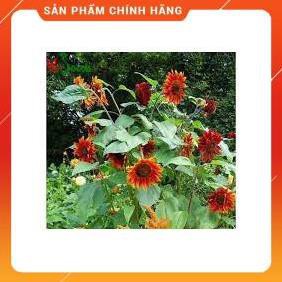 HẠT GIỐNG HOA HƯỚNG DƯƠNG ĐỎ GÓI 30 HẠT