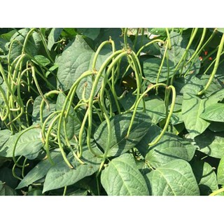 20gr - HẠT GIỐNG ĐẬU ĐŨA
