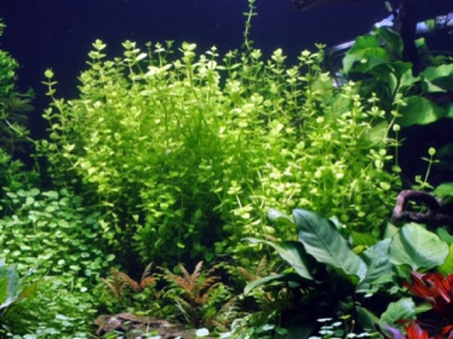 DƯA HẤU THUỶ SINH 15 NGỌN