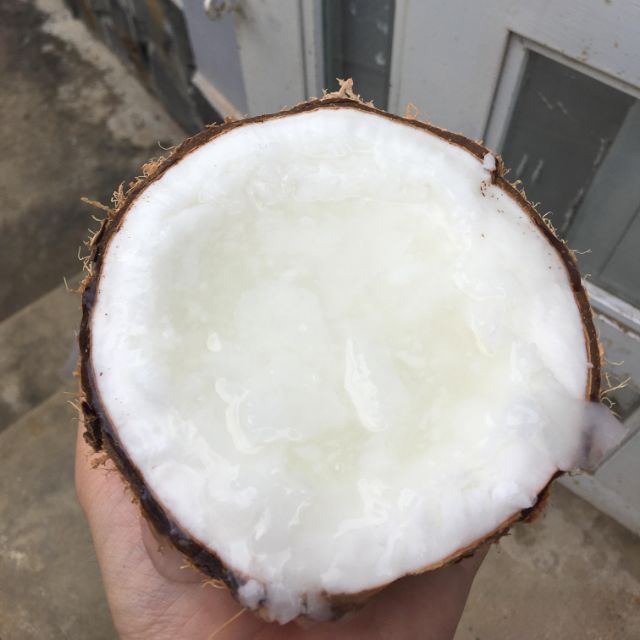 Dừa sáp đặc biệt - size nhỏ dùng thử
