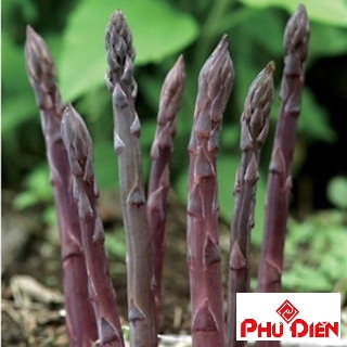 50 hạt giống măng tây tím f1  PHÚ ĐIỀN