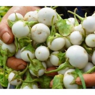 Hạt giống cà pháo trắng 0.5gr