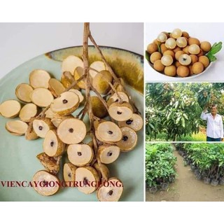 cây nhãn siêu ngọt Hưng Yên