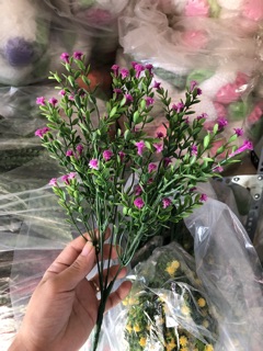 CĐiểm hoa sim