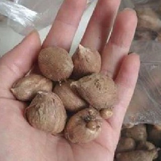 Củ giống hoa lan nam phi hoa màu vàng ( mỗi củ tặng 1 viên nén ươm củ )