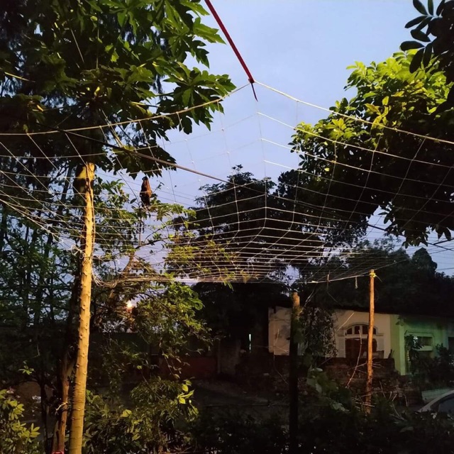 Lưới cước giàn leo( 1,5x5)