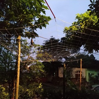 Lưới cước giàn leo( 1,5x5)