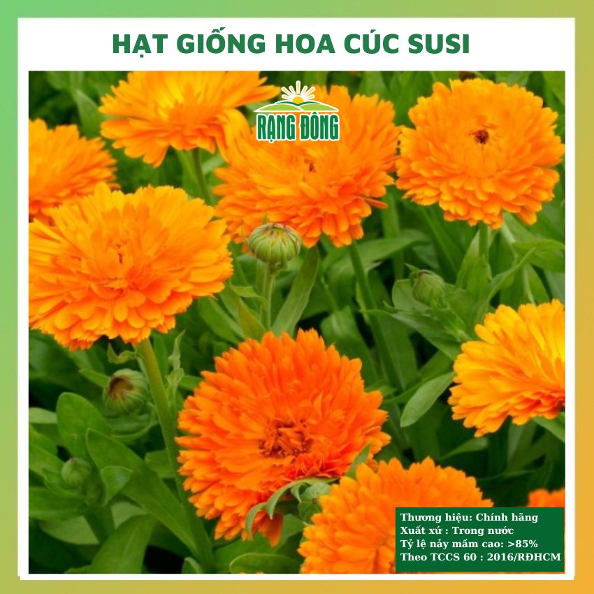 Hạt giống hoa cúc susi nhiều màu đẹp dễ trồng, chăm sóc tỉ lệ nảy mầm cao 0,1g RADO 818