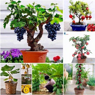 Hạt giống Nho lùn