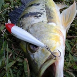 Mồi Câu Cá Nhân Tạo Cứng 14cm 39g NBL9047