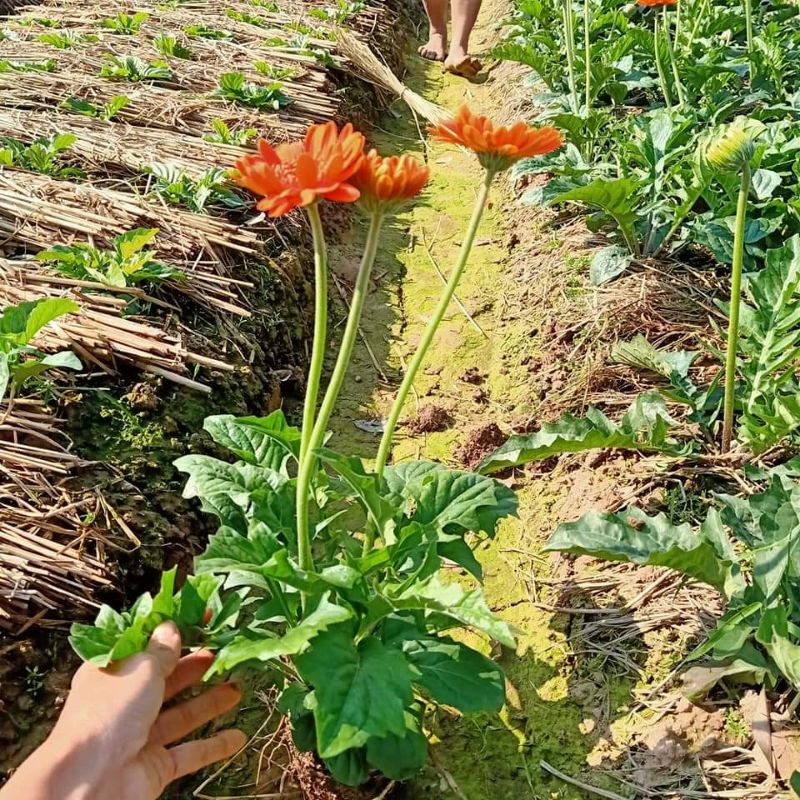 Cây hoa đồng tiền cao hoa quanh năm. Cây trồng trong bầu đất. 1 bầu có từ 1 đến 2 khóm.