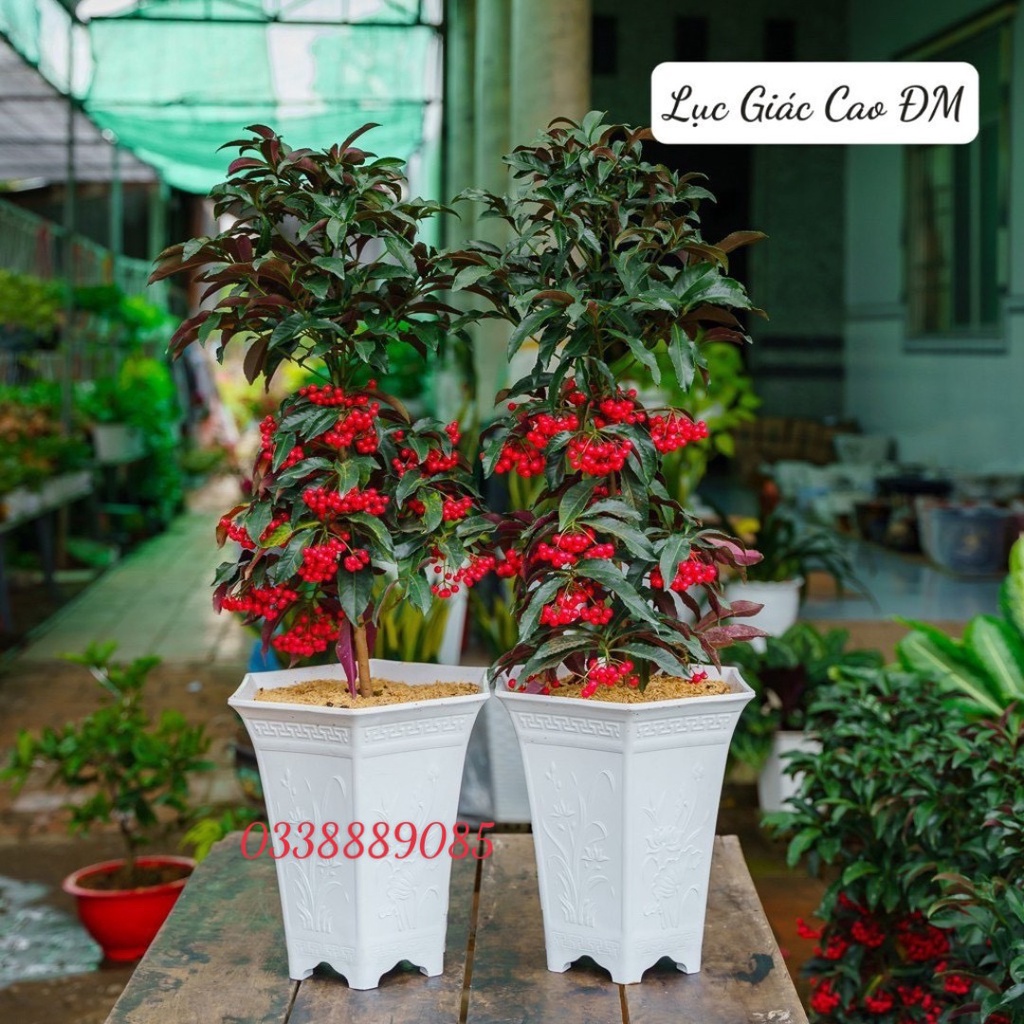 Chậu lục giác cao ĐỨC MINH đủ size, in nổi hoa văn siêu đẹp.