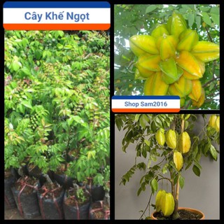 Cây Khế Ngọt Trồng Chậu