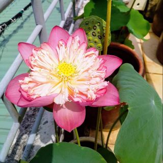 Hạt giống hoa sen QUAN ÂM (SEN nhà trồng và thu hoạch)