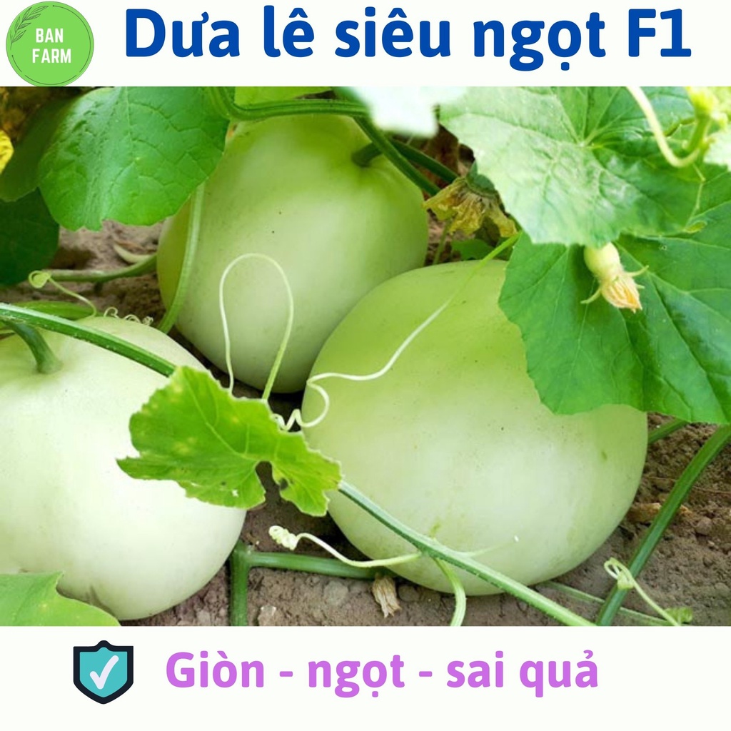 Hạt giống dưa lê siêu ngọt F1 xuất xứ Đài Loan - giòn ngọt sai quả - dễ trồng - dưa lê bò đất hay leo giàn gói 1g