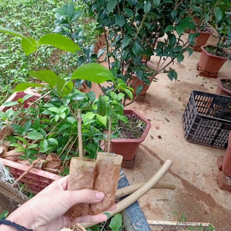 Lan tỏi cây giống