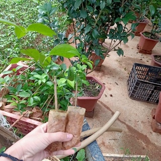 Lan tỏi cây giống trong bầu ổn định
