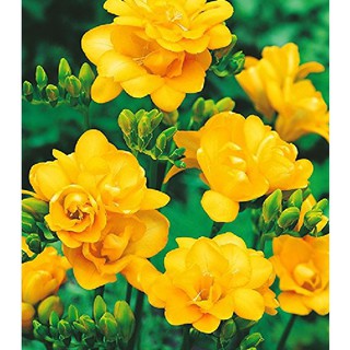 Củ giống hoa lan nam phi hoa vàng { 1 củ + 1 viên nén xơ dừa ươm củ }