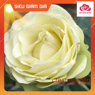 Hoa hồng ngoại Creamy Eden rose – Hoa hồng Pháp xanh bơ đẹp nhất-Vườn Hoa Melinhrose