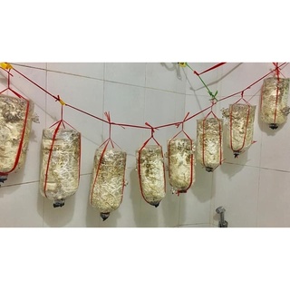 Phôi nấm bào ngư trắng