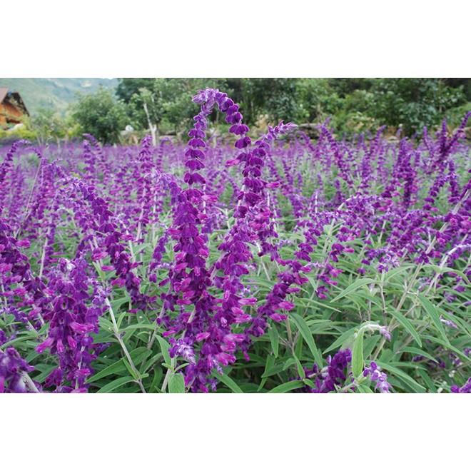 Hạt Giống Hoa Oải Hương/Lavender (100 Hạt) - [MUA 3 TẶNG 1 CÙNG LOẠI]