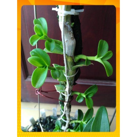 Thuốc Kích Mầm, Kích Chồi, Nhân Giống Keiki Duy PRO Dạng Bôi