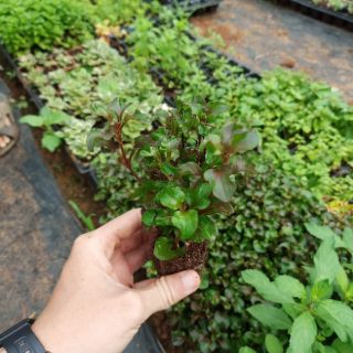 Rau dền Nhật (cải xoong Nhật) - cây giống