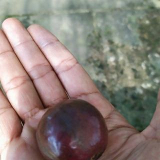 Cây 🌲 Ổi Tím lá sẽ ... đang trái