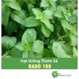 HẠT GIỐNG RAU THƠM SẢ RD189