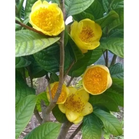 CÂY GIỐNG TRÀ HOA VÀNG