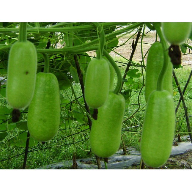 Hạt Giống Bầu Sao Trái Ngắn F1 KNS193- Gói 10 hạt