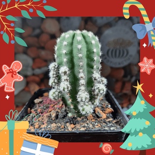 Echino trụ- Echinopsis subdenudata ( Cao 4.6cm - 5.0cm) ( Vườn Xương rồng EXOTICACTUS )