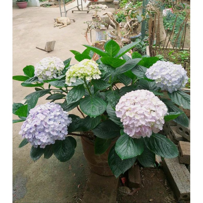 Cây cẩm tú cầu bầu như ảnh