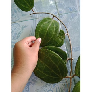 Mô Hình Đồ Chơi Nhân Vật Hoyalatifolia