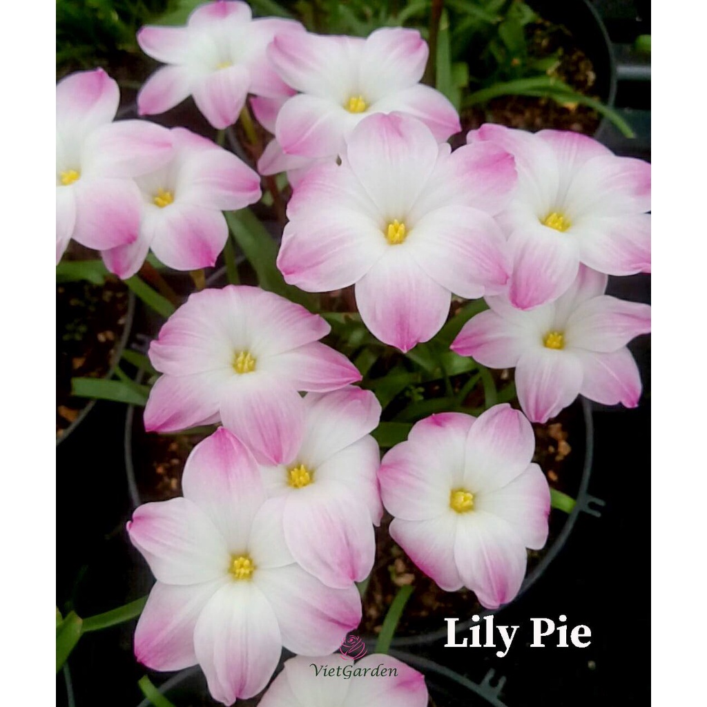 Củ hoa huệ mưa Lyli pie bông tròn to, thơm nhẹ, đẻ mắn siêu đáng mua_Hoa tóc tiên trắng viền hồng Lily pie