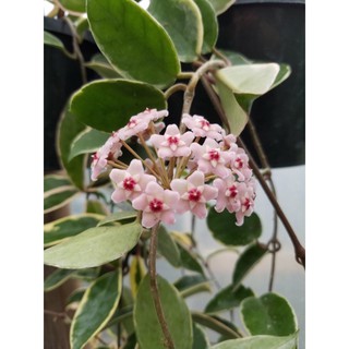 Lan Cẩm Cù lá Cẩm Thạch