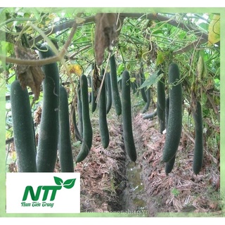 Hạt giống Bí Sặt Cao Sản TN