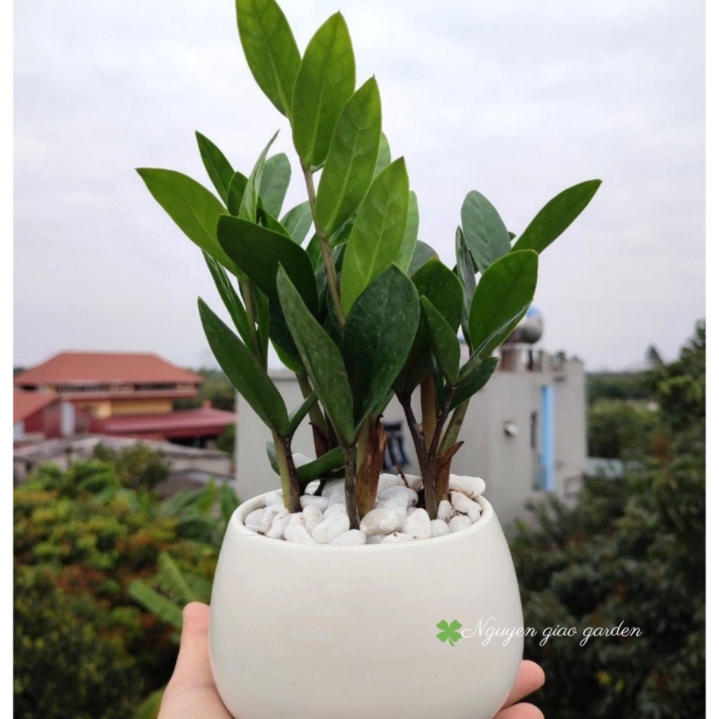 Chậu sứ tròn trồng cây cảnh để bàn, sen đá, xương rồng