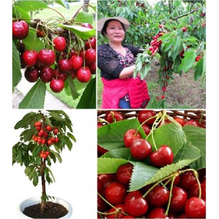 10 Hạt giống Cây Ăn Trái Cherry Đỏ (Kèm kích thích hạt nảy mầm)